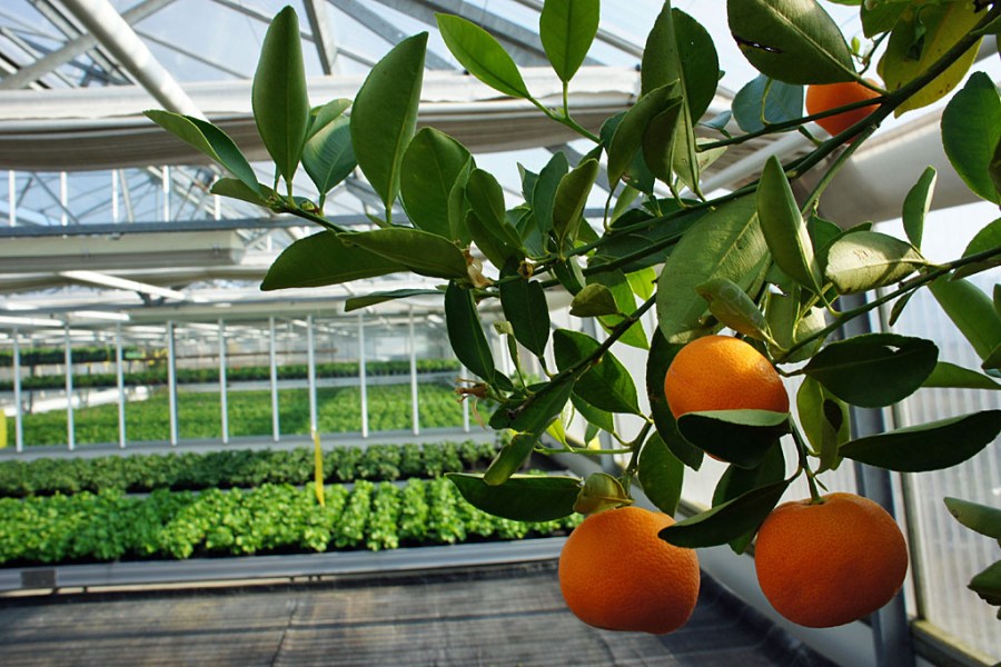 Bio-Gärtnerei Friedenshort - Gewächshaus (c) Stern&Kringel