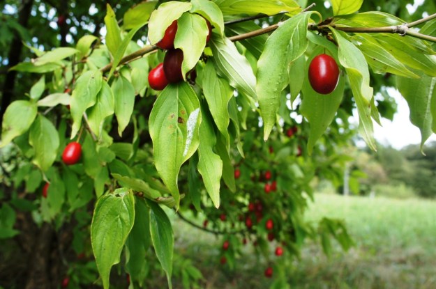 Obstbaumgarten Freinberg