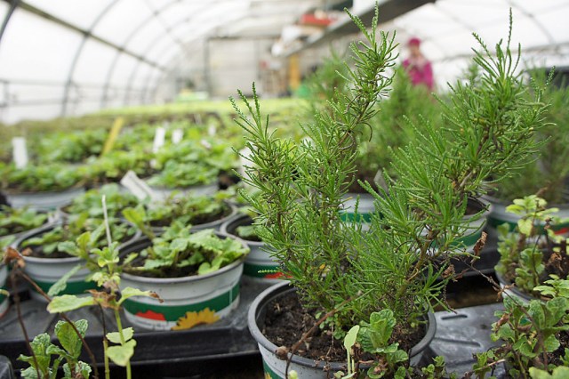 Landgärtnerei Ehmeier (c) Stern&Kringel