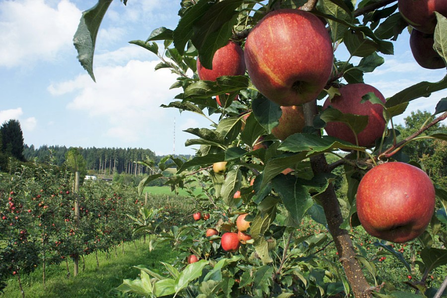 Schurm's Hofladen (c) Stern&Kringel